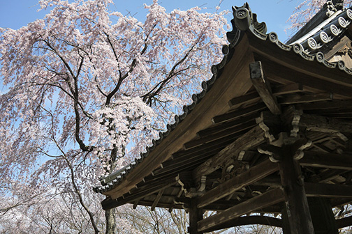 サンダーソン デュべカバー シングル BLOSSOM TREE