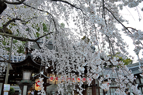 DMC Japan by Knt | Timeless Kyoto | 桜 -Sakura (cherry