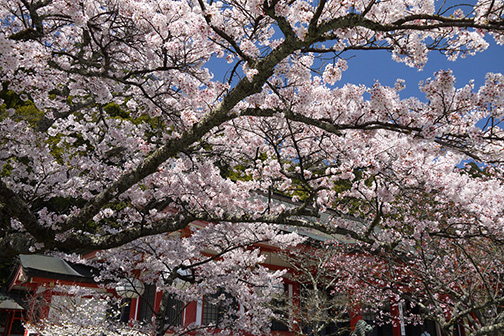 DMC Japan by Knt | Timeless Kyoto | 桜 -Sakura (cherry